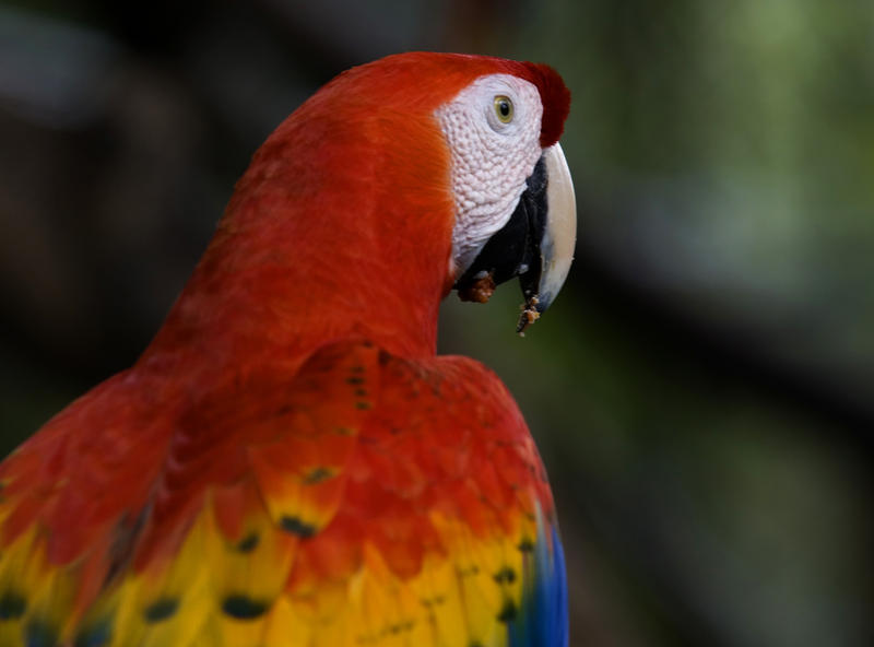 Avian Beauty, colourful plumage of a scarlet macaw seen in Belize